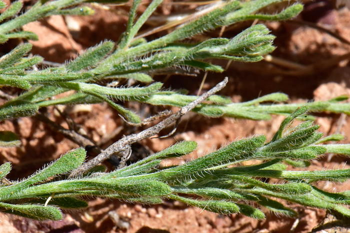 Rose Heath has small green leaves scant, alternate; sessile and densely overlapping; note that the leaf blades are scaly, linear-oblanceolate to lanceolate; leather-like and glandular hairy. Chaetopappa ericoides 